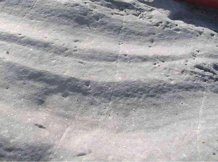 Ichnofossiles: pistes, terriers, traces